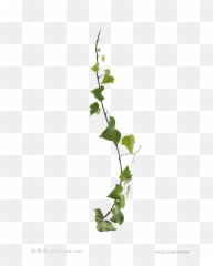 Common Ivy Virginia Creeper Vine Leaf - Vine Plant Png,Creeper Transparent