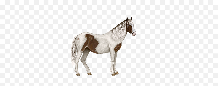 1000 Free White Horse U0026 Images - Pixabay Horse Png,White Horse Png