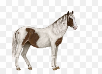 1000 Free White Horse U0026 Images - Pixabay Horse Png,White Horse Png