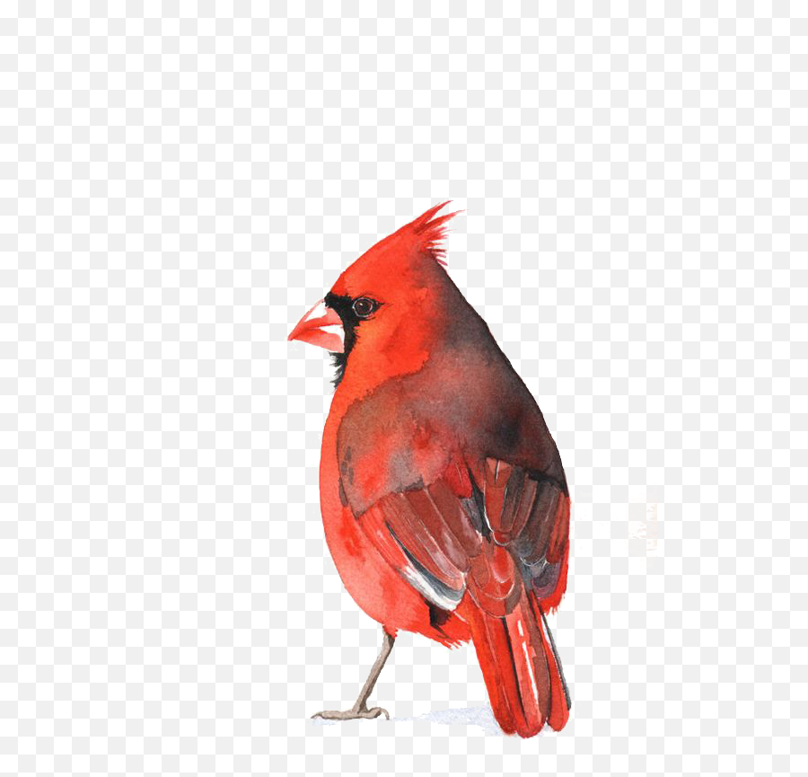 Download Cardinal Bird Png - Cardinal Red Bird Watercolor,Cardinal Png