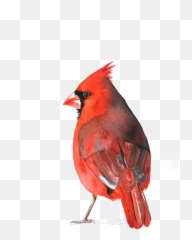 Download Cardinal Bird Png - Red Watercolor