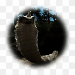 Cursed Stone Cobra - BDO Codex Pipefishes And Allies png