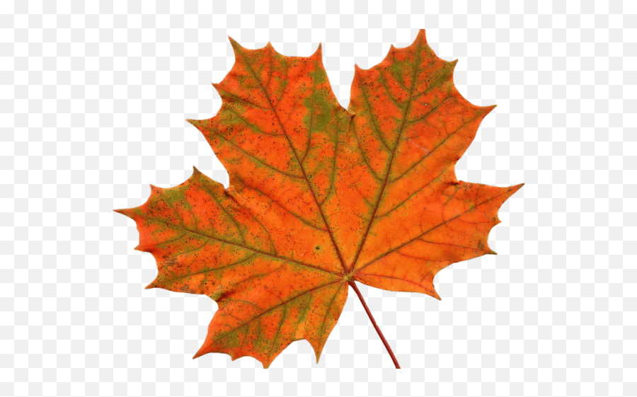 Canada Leaf Png - Transparent Background Maple Leaf Png,Canada Leaf Png