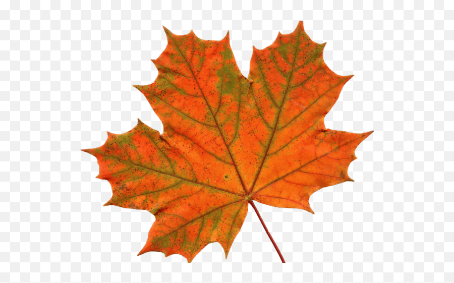 Canada Leaf Png Transparent Background Maple Leaf Png Free Transparent Png Images Pngaaa Com