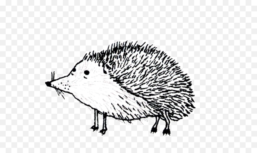 Home U2014 Wadys Cider - Domesticated Hedgehog Png,Hedgehog Transparent Background