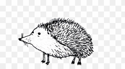Home U2014 Wadys Cider - Domesticated Hedgehog Png,Hedgehog Transparent Background