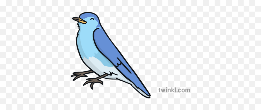 Blue Bird Illustration - Twinkl Mountain Bluebird Png,Blue Bird Png
