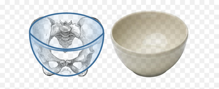 Pelvic Balance For Riders Part 1 Finding Your - Female Pelvis Png,Bowl Png