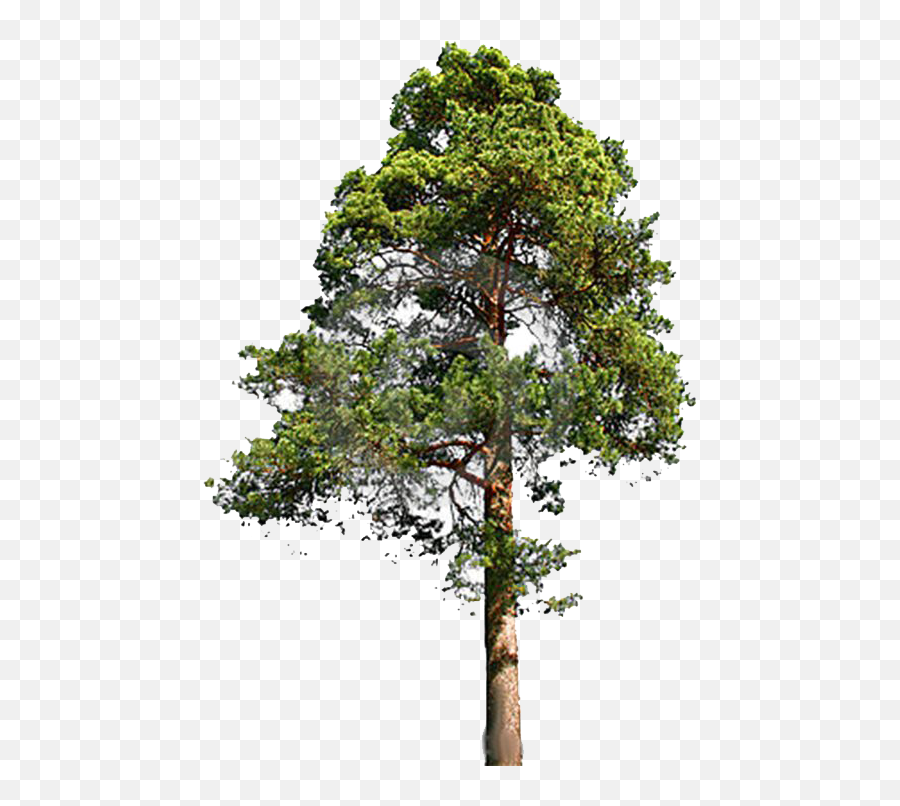 Tree Png File 3 Image - Tall Tree Png,Png File