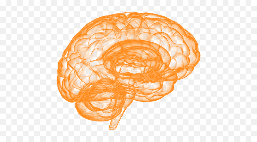 Cultivating Cognition Accelerated Cognitive Growth - Illustration Png,Brain Transparent Image