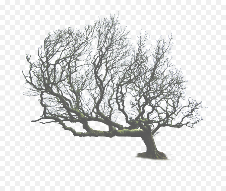 Download Tree Png Leaning - Leaning Tree Png,Dead Tree Png