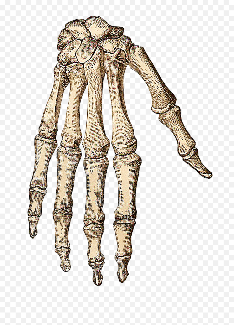 Png Human Skeleton Hand Bone Clip Art - Human Skeleton Hand Png,Skeleton Hand Png