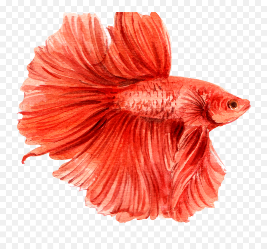 Siamese Fighting Fish Watercolor - Red Fighting Fish Watercolour Png,Betta Fish Png