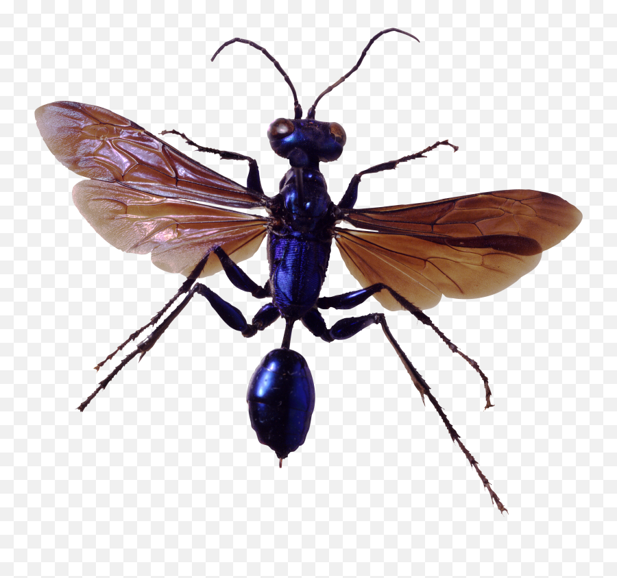 Download Free Png Hd Bug Image - Insect With Transparent Background,Insect Png