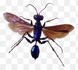 Download Free Png Hd Bug Image - Insect With Transparent Background