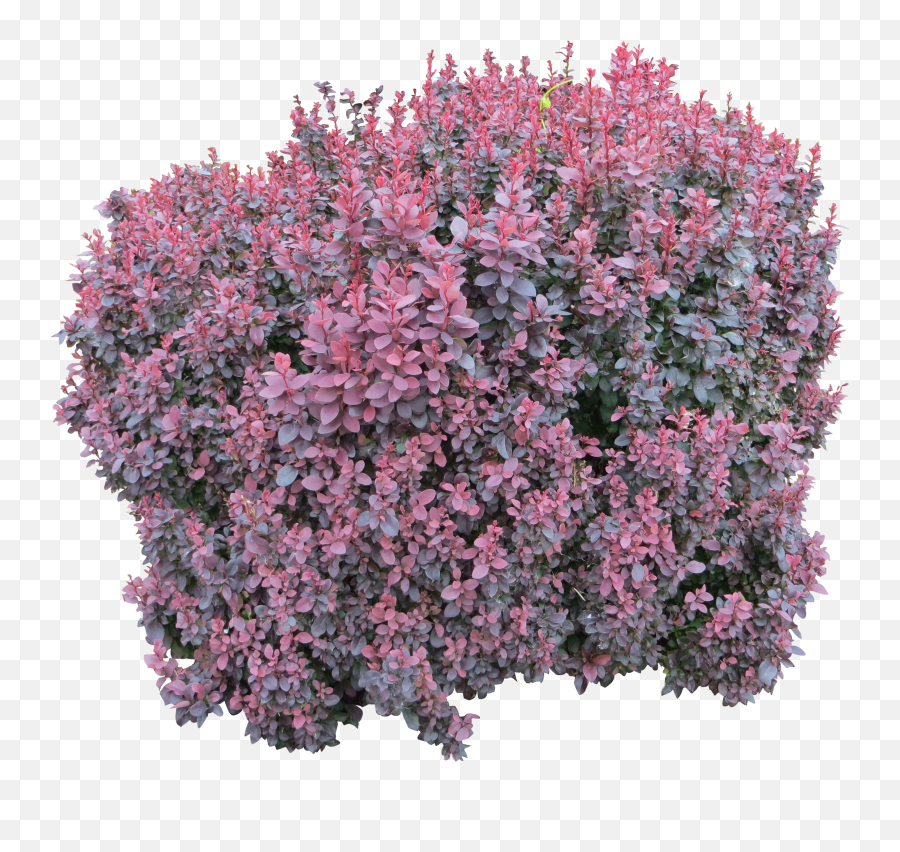 Pink Bush Png Hanging Plants