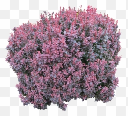 Pink Bush Png