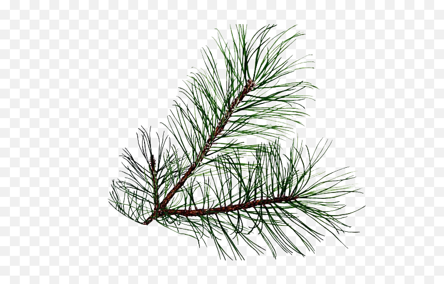 Pine Branch Png Transparent - Leaf Pine,Pine Tree Branch Png