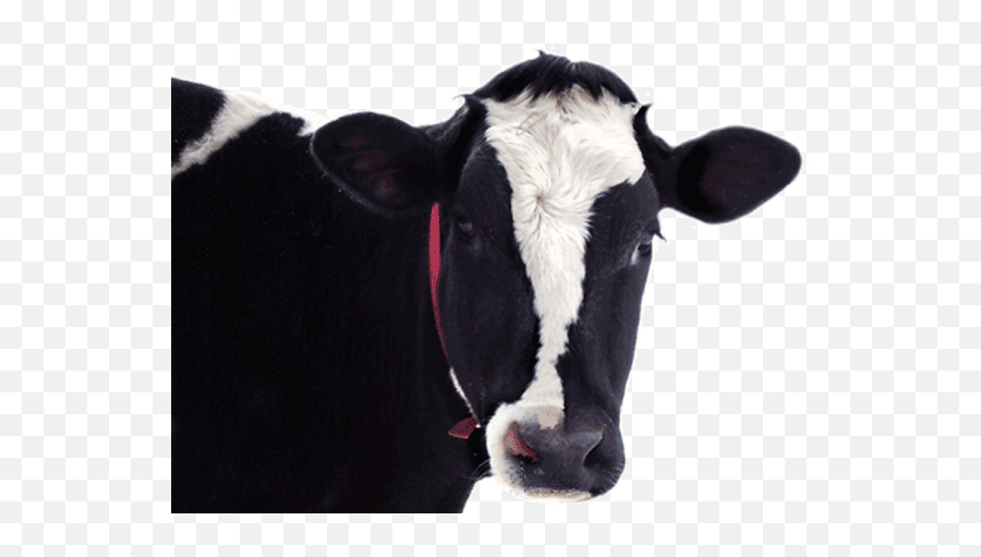 Download Cow Head In Png - Full Size Png Image Pngkit Dairy Cow,Cow Head Png