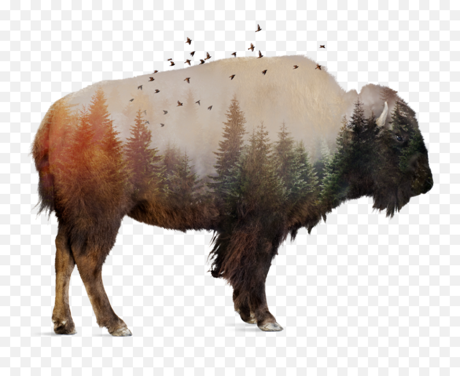 Download Native Americans Use Every Part Of Buffalo - Full Buffalo Animal White Background Png,Buffalo Png