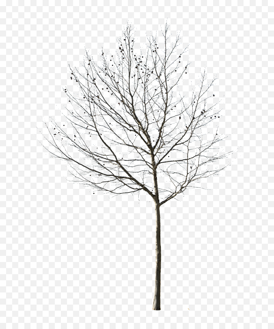 Cutout Trees Deciduous Winter Ii - Winter Tree Cut Out Png,Transparent Trees