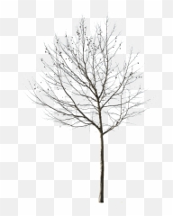 Cutout Trees Deciduous Winter Ii - Out png