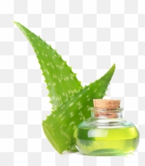 Transparent Background Aloe Vera Png - Gillette Pure Soothing Shave Cream With Aloe,Aloe Vera Png