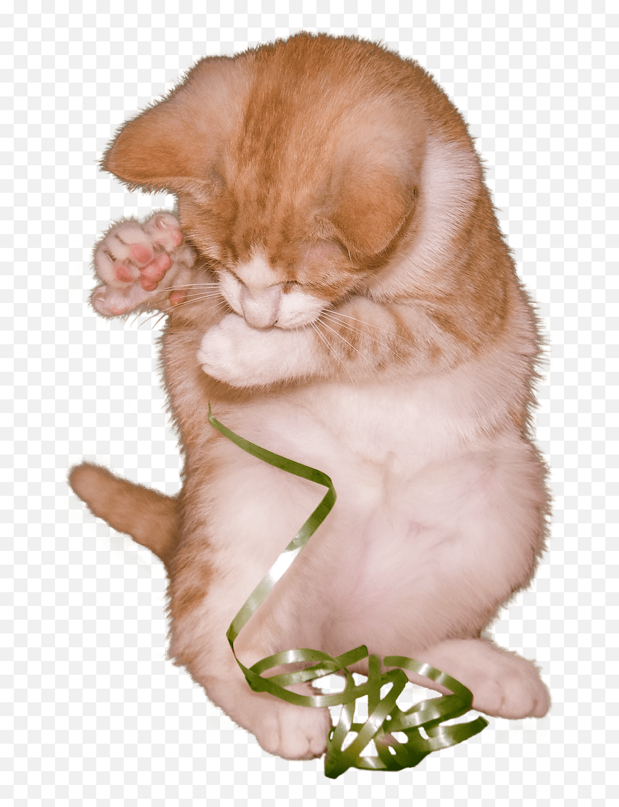 Cat Kitten Playing With Ribbon Transparent Png - Stickpng Sleeping Png Transparent Cat Png,Kitten Transparent