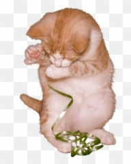 Cat Kitten Playing With Ribbon Transparent Png - Stickpng Sleeping Png Transparent Cat Png,Kitten Transparent