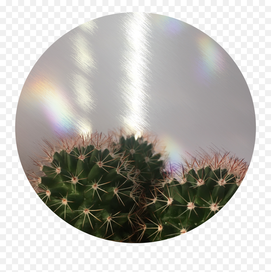Download Hd Circle Background Cactus Rainbow Tumblr Png - Cactus Aesthetic,Cactus Transparent Background