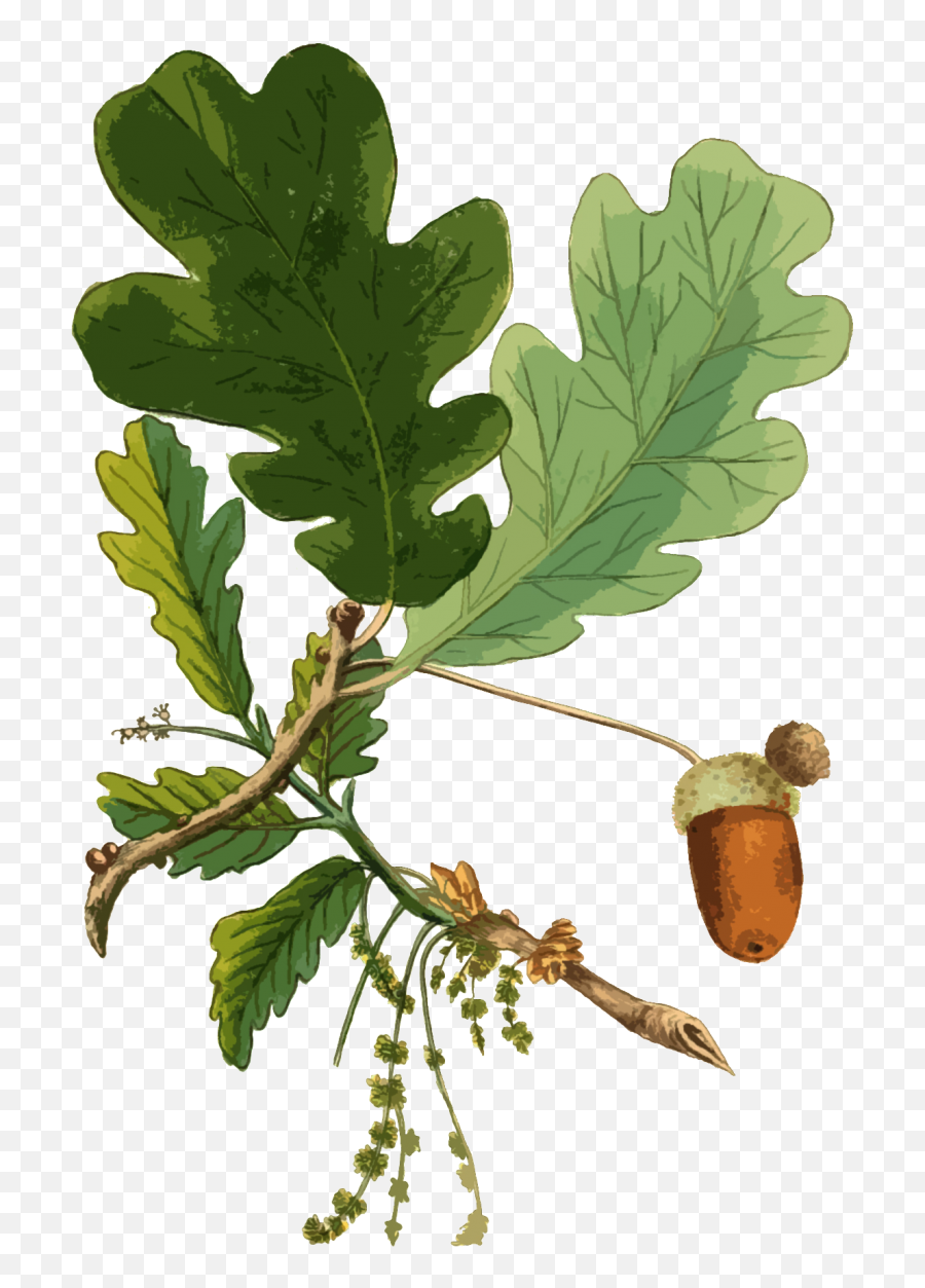 Oak Leaf And Acorn Free Stock Photo - Public Domain Pictures Gambel Oak Png,Acorn Png