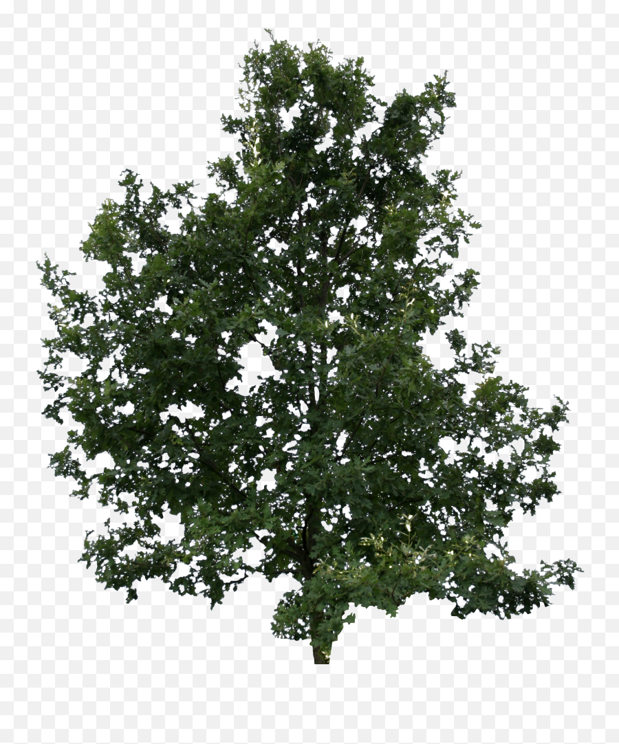 Young Oak Free Cut Out People Trees And Leaves - Lodgepole Pine Png,Oak Leaf Png