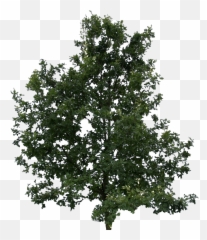 Young Oak Free Cut Out People Trees And Leaves - Lodgepole Pine Png,Oak Leaf Png
