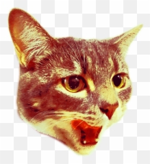 Are You 21 Or Older - Cat Shooting Lasers Png Full Size Transparent Laser Eyes Meme Png,Lasers Png