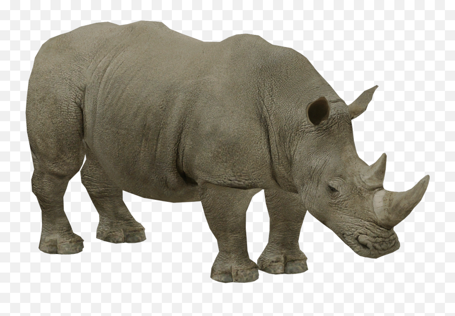 White Rhinoceros Png Rhino Icon, Roundtable Zt2