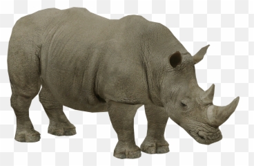 White Rhinoceros Remake - The ZT2 Round Table Zt2 png