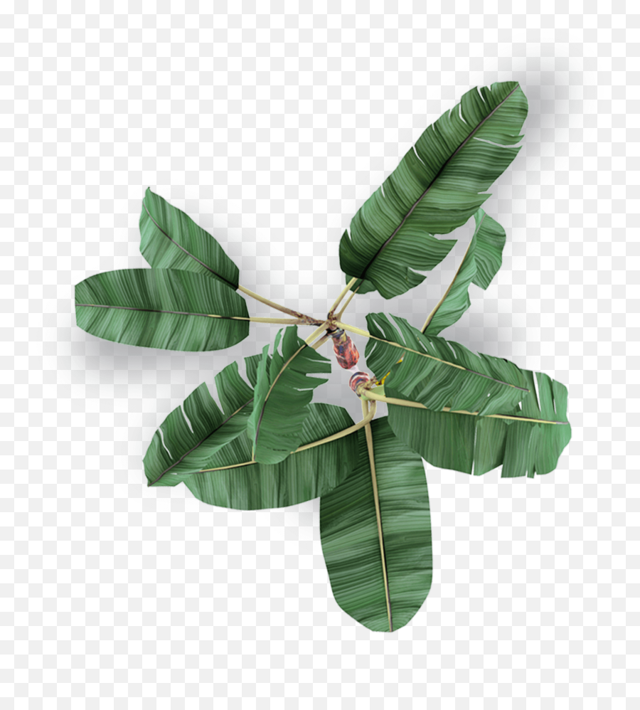 Soly Import - Bay Laurel Png,Tree Plan Png