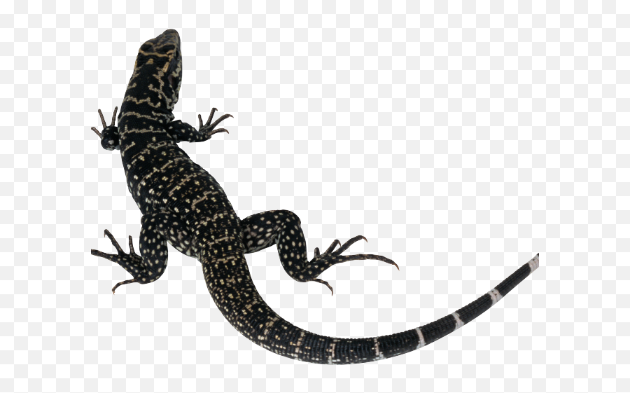 Monitor Lizard Clipart Tail - Monitor Lizard Png,Gecko Png