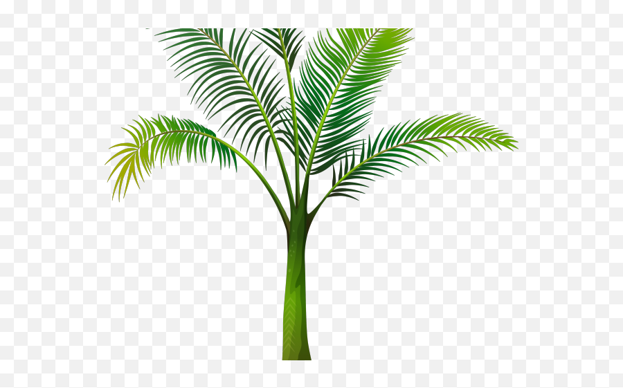 Date Palm Clipart Tropical Tree Png