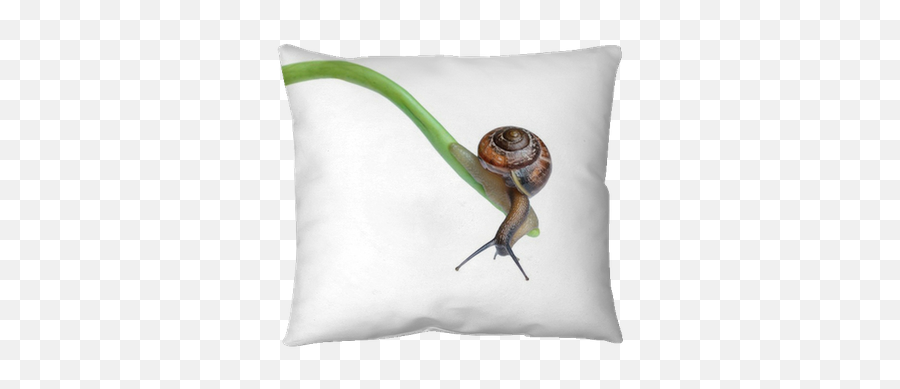 Throw Pillow Snail - Pixersus Slow Business Growth Png,Super Sea Snail Icon