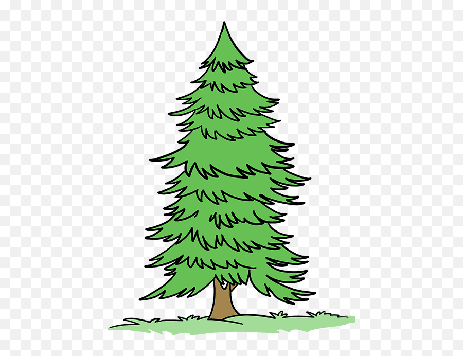 How To Draw A Spruce Tree - Really Easy Drawing Tutorial Cartoon Fir Tree Drawing Png,Evergreen Tree Icon