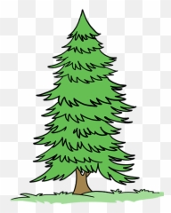 How To Draw Spruce Tree - Really Easy Drawing Tutorial Cartoon Fir png