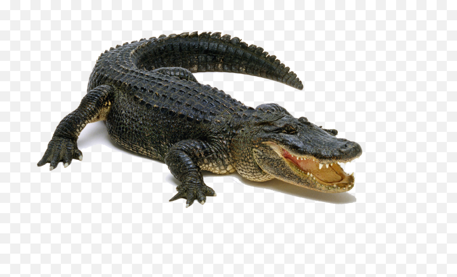 Png Images With Transparent Background - Alligator Transparent Background,Gator Png