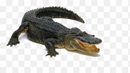 Png Images With Transparent Background - Alligator Transparent Background,Gator Png