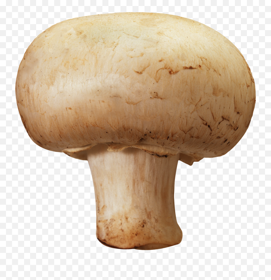 Mushroom Png Image - Mushroom Png,Mushroom Png