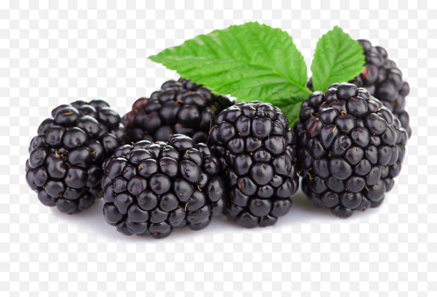 Triple Crown Blackberries - Spooner Berries Spooner Farms Blackberries Png,Blackberry Png