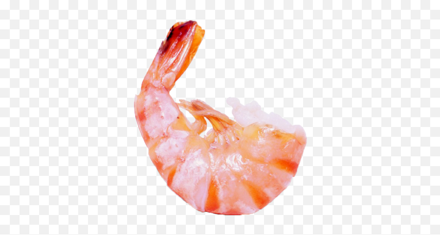 Shrimps Png Icon - Little Shrimp,Shrimp Png
