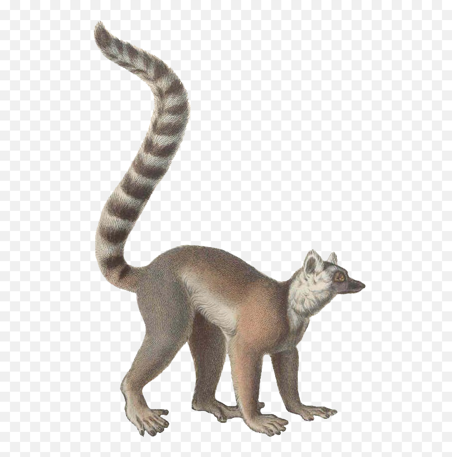 Lemur Png Image Download