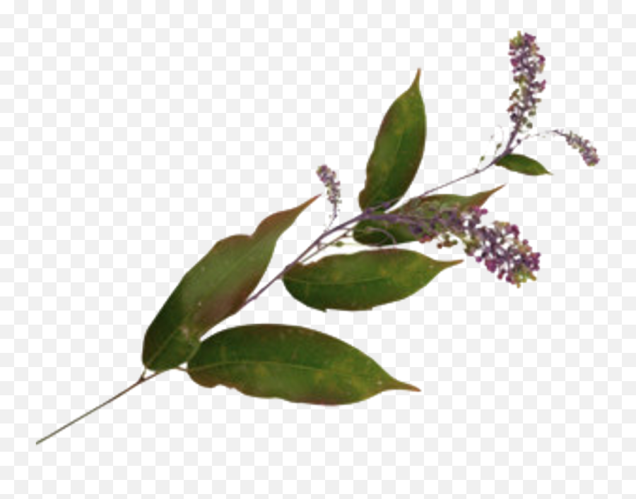 Download Leave Leaves Flower Plant Aesthetic Vintage Green - Transparent Leaf Aesthetic Png,Leave Png
