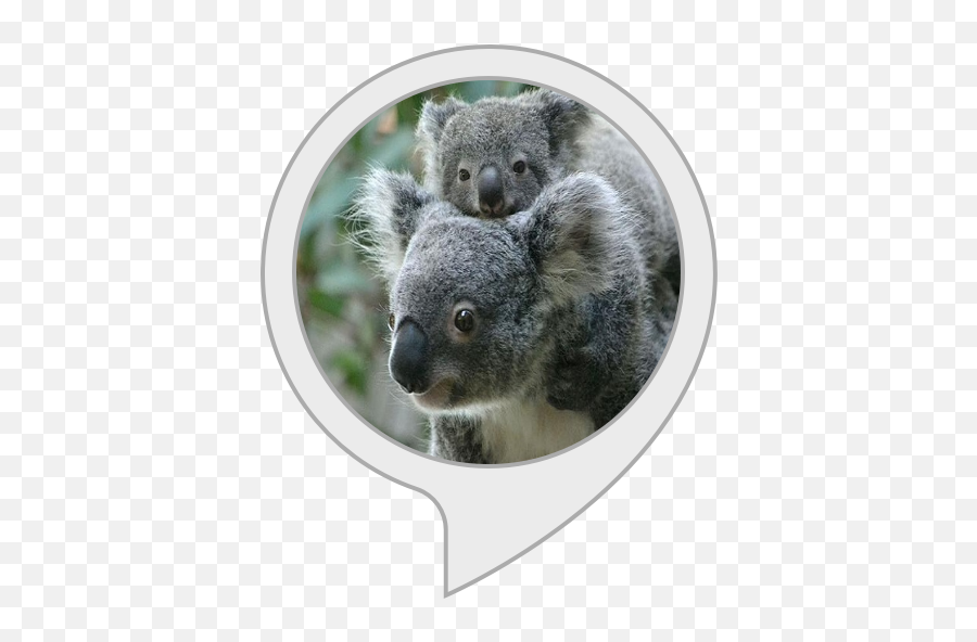 Koala Facts - Body Soul And Spirit Png,Koala Transparent